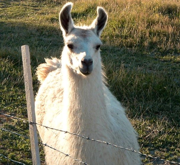 Llamas are among my fans!